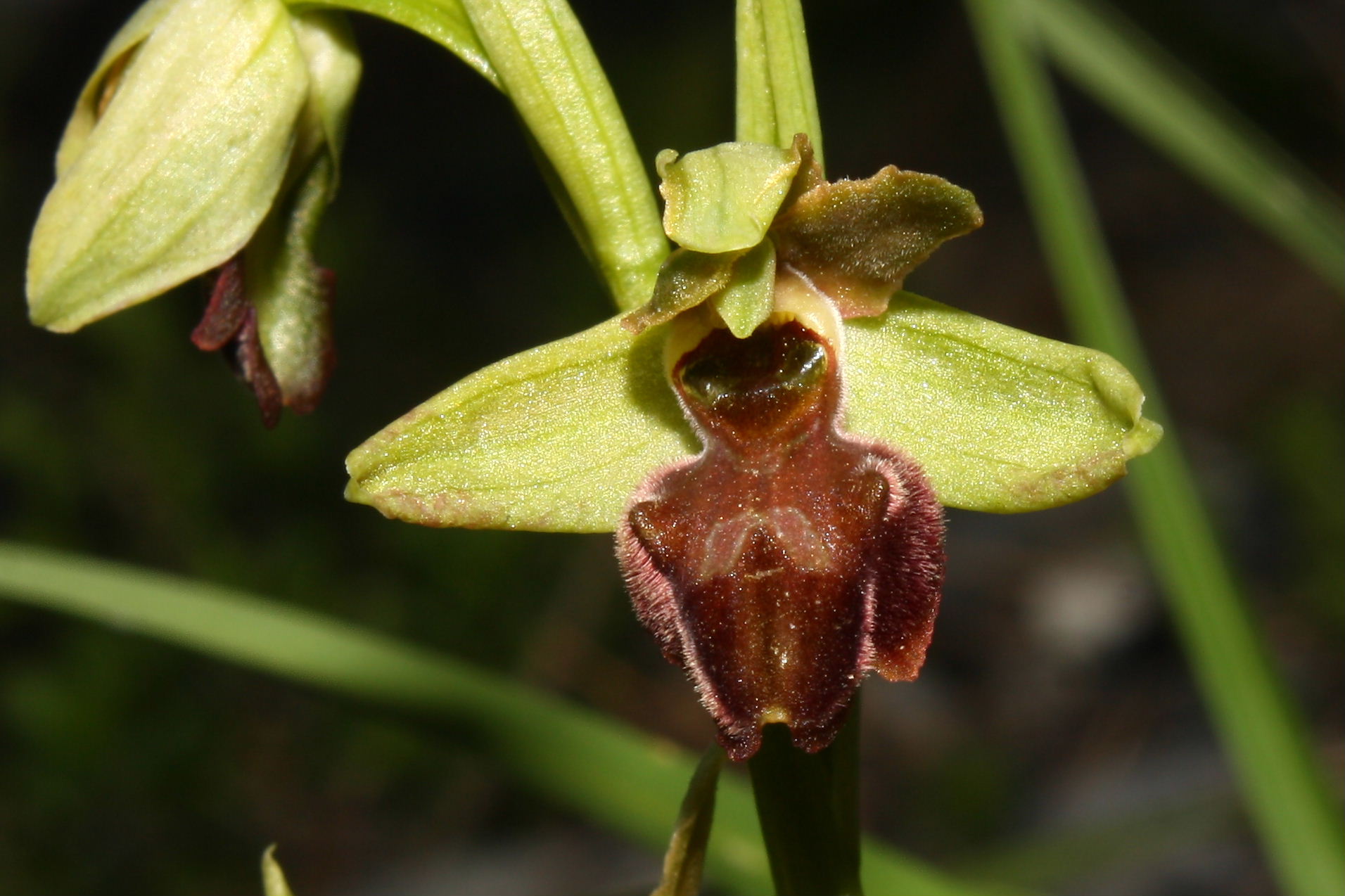 Ophrys sphegodes da determinare-1